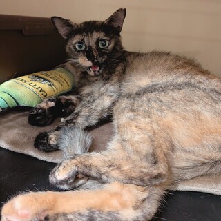 猫がだ～い好きなサビのききちゃん♀