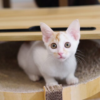 甘えたい盛り性格が可愛すぎる茶白ちろ君♂