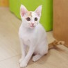 甘えたい盛り性格が可愛すぎる茶白ちろ君♂