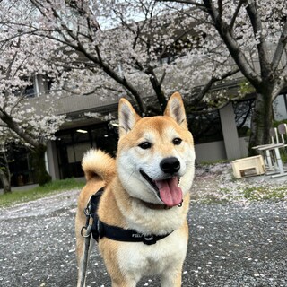 急募！生涯可愛がってくれる方募集しています！