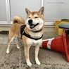急募！生涯可愛がってくれる方募集しています！