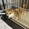 急募！生涯可愛がってくれる方募集しています！