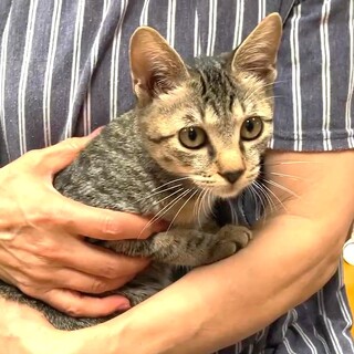 尾長で人懐っこいキジちゃん