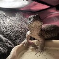 里親募集