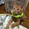 9/13長栄寺譲渡会こねこ祭り参加茶トラ♂ サムネイル2