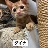 9/13長栄寺譲渡会こねこ祭り参加茶トラ♂ サムネイル3