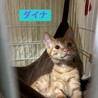 9/13長栄寺譲渡会こねこ祭り参加茶トラ♂ サムネイル4