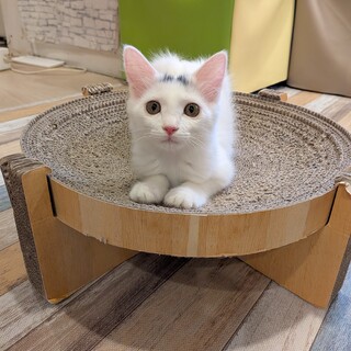 ふわふわもこもこ半長毛のきのこちゃん♀