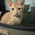 長栄寺譲渡会こねこ祭り参加茶トラ♂