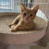 9/13長栄寺譲渡会こねこまつり参加茶トラ♂ サムネイル2