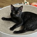 甘えたで抱っこも好き♡幸運の黒猫
