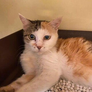 静か〜にかわいく甘える三毛猫いーちゃん♀