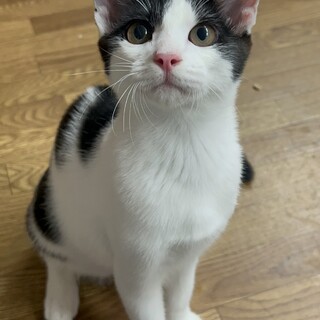 童顔の子猫♡の可愛い豆大福