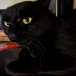 前回ご報告した、敷地内で保護した黒猫「くろみつ君」