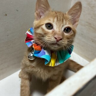 9/12長栄寺譲渡会こねこ祭り参加茶トラ子猫♂