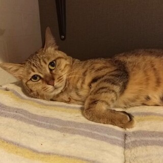 3本脚のみもざちゃん