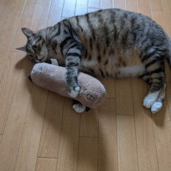 年に一度のワクチン接種