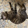 こてぼん