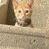 9/13長栄寺譲渡会こねこまつり参加茶トラ♂ サムネイル3