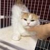 長毛スコティッシュ女の子　多頭飼い崩壊現場より保護 サムネイル2