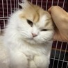 長毛スコティッシュ女の子　多頭飼い崩壊現場より保護 サムネイル3