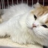 長毛スコティッシュ女の子　多頭飼い崩壊現場より保護 サムネイル4