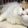 長毛スコティッシュ女の子　多頭飼い崩壊現場より保護 サムネイル5