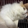 長毛スコティッシュ女の子　多頭飼い崩壊現場より保護 サムネイル6