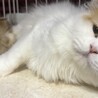 長毛スコティッシュ女の子　多頭飼い崩壊現場より保護 サムネイル7