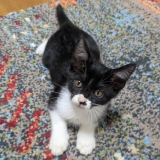 能登からやって来た白黒の男の子