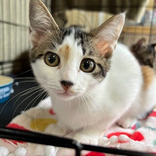 白多めの三毛猫さん
