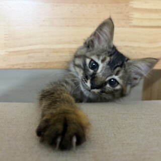 能登からやって中長毛のサビ猫の女の子