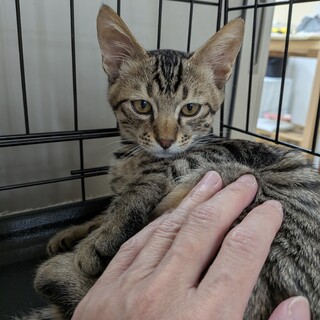 虎毛が綺麗に入ってるキジトラの男の子