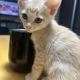生後５〜６週　クリーム色の珍しい茶トラ♀