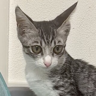 超人懐こくて超甘えん坊のサバ白のミオ君