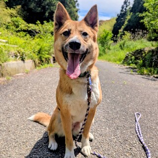 この笑顔にキュン♡お散歩大好きチナナちゃん