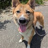 この笑顔にキュン♡お散歩大好きチナナちゃん