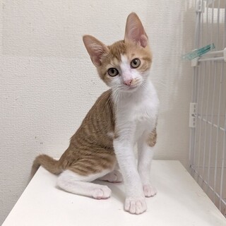 【9/13東日本橋】元気一杯3ヶ月♡かぶとくん