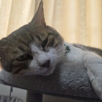 トト