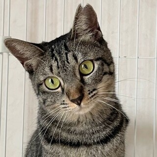穏やかで好奇心旺盛なおんなのこ