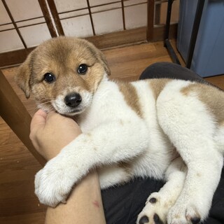 ビビちゃん
