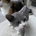 里親募集