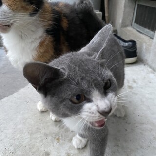里親募集