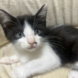 口元のホクロがチャームポイントのマリリンちゃん