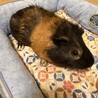 ライトにぱ