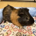 優しいイングリッシュモルモット２歳