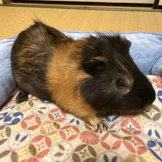 優しいイングリッシュモルモット２歳