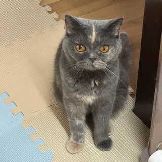 のんびり落ち着いた子♡星来ちゃん5、6歳♡
