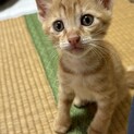 こがね色★黄色の男の子★5週程度★