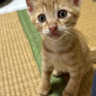 こがね色★黄色の男の子★5週程度★